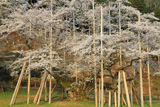 根尾谷淡墨桜