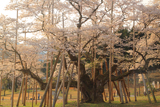 根尾谷淡墨桜