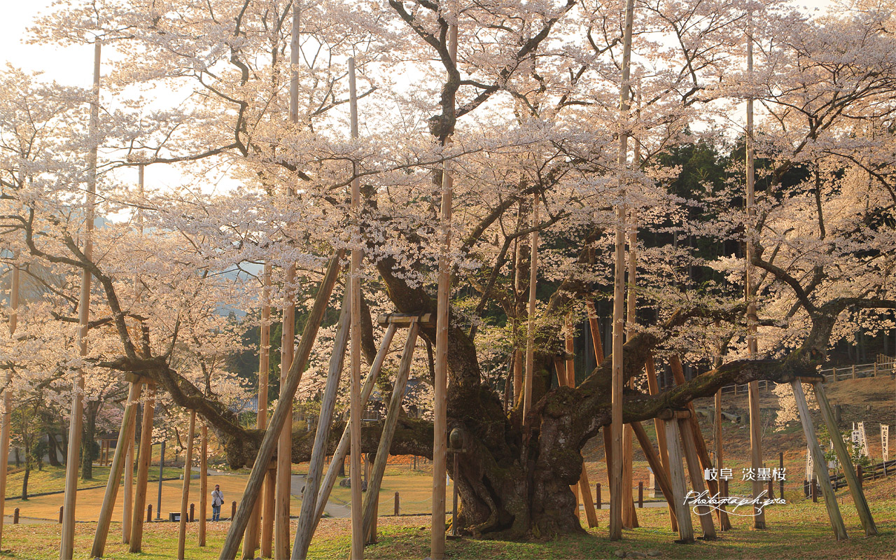 根尾谷淡墨桜 壁紙