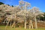 根尾谷淡墨桜