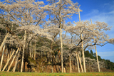 根尾谷淡墨桜