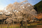 根尾谷淡墨桜