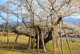 淡墨桜