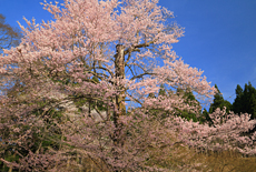 おなみ桜