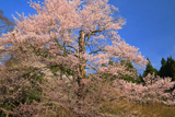 おなみ桜