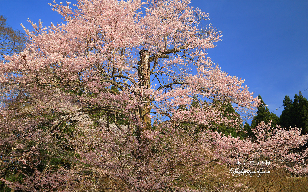 おなみ桜 壁紙