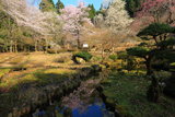 おなみ桜