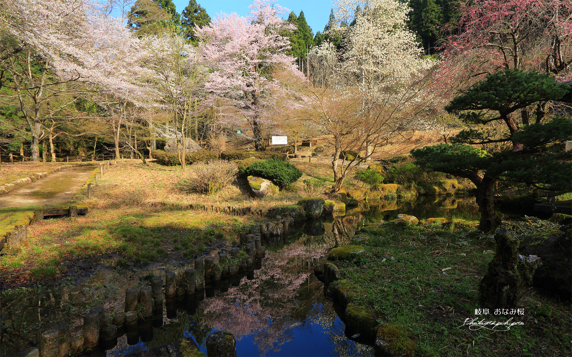 おなみ桜