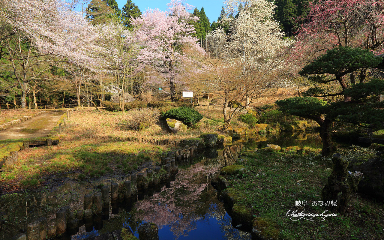 おなみ桜 壁紙