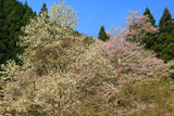 おなみ桜