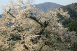 板所の彼岸桜