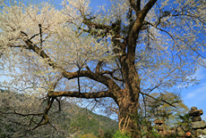 板所の彼岸桜