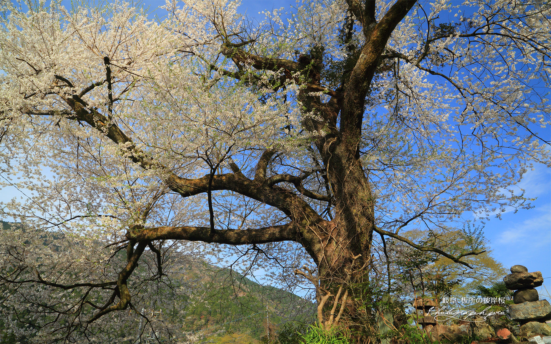 板所の彼岸桜