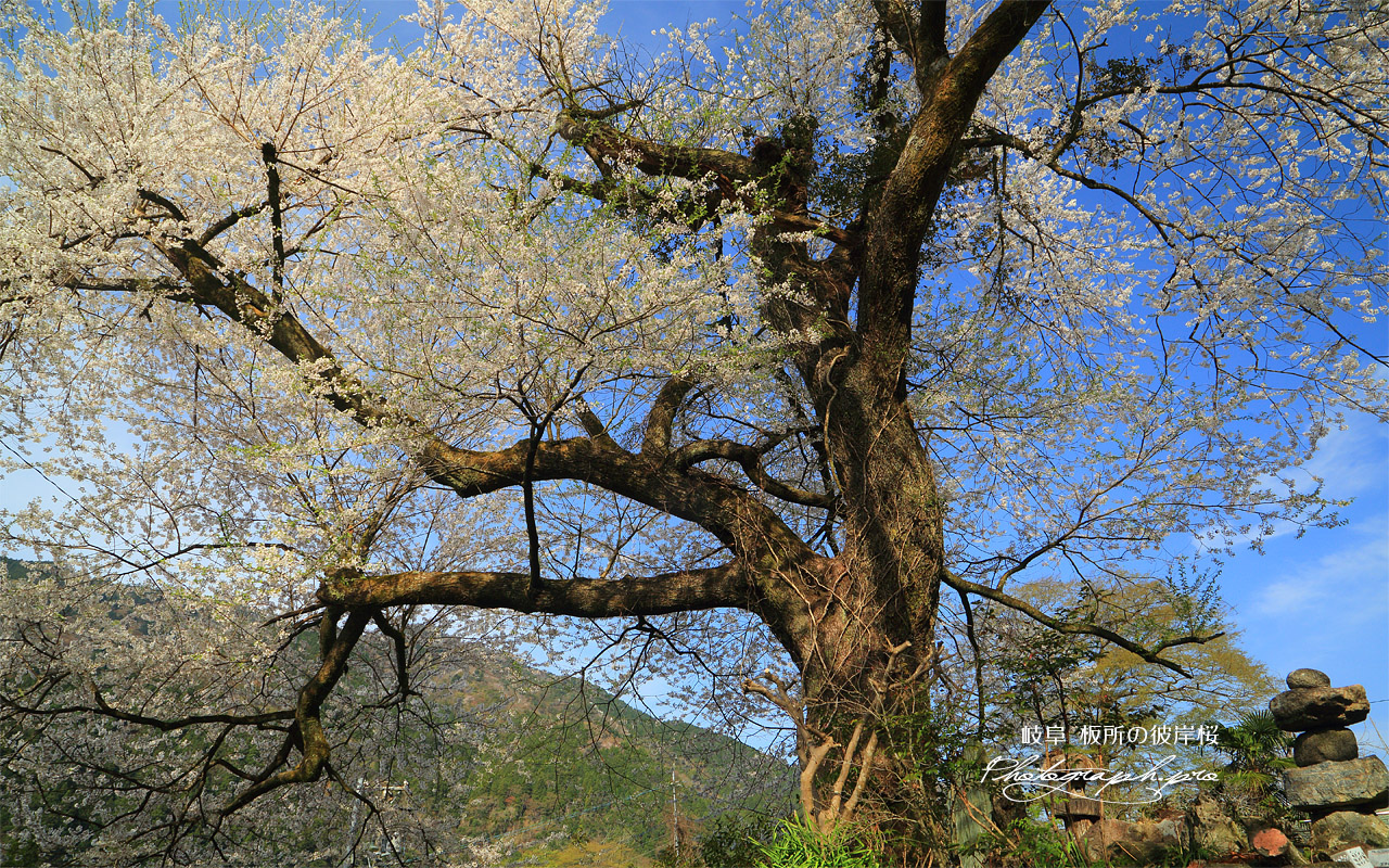 板所の彼岸桜 壁紙
