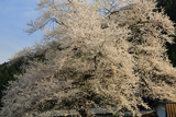 板所の彼岸桜
