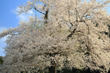 板所の彼岸桜