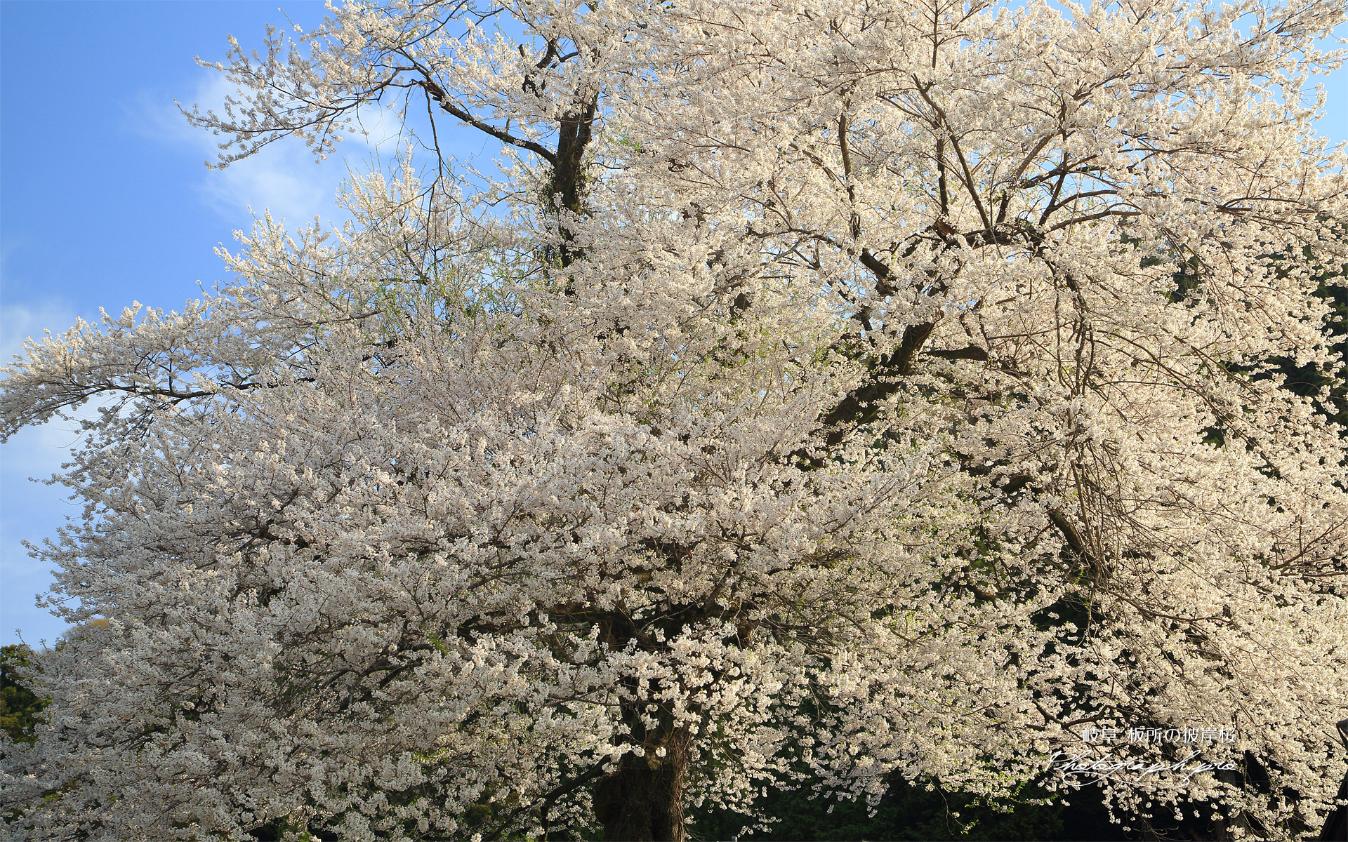 板所の彼岸桜