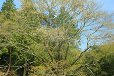 芋観桜