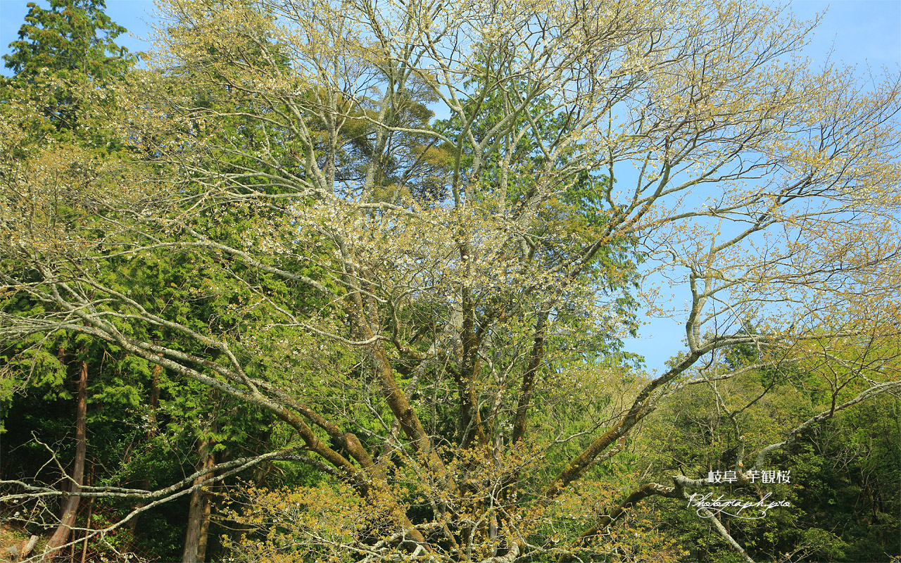 芋観桜 壁紙