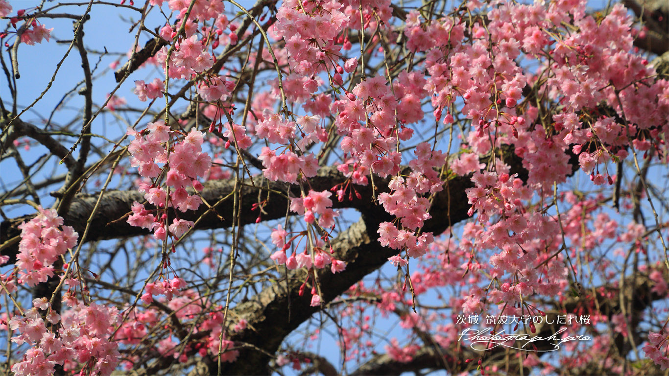 筑波大学のしだれ桜 壁紙