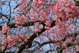 筑波大学のしだれ桜