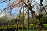 筑波大学のしだれ桜