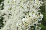 面野井のしだれ桜