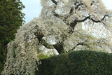 面野井のしだれ桜