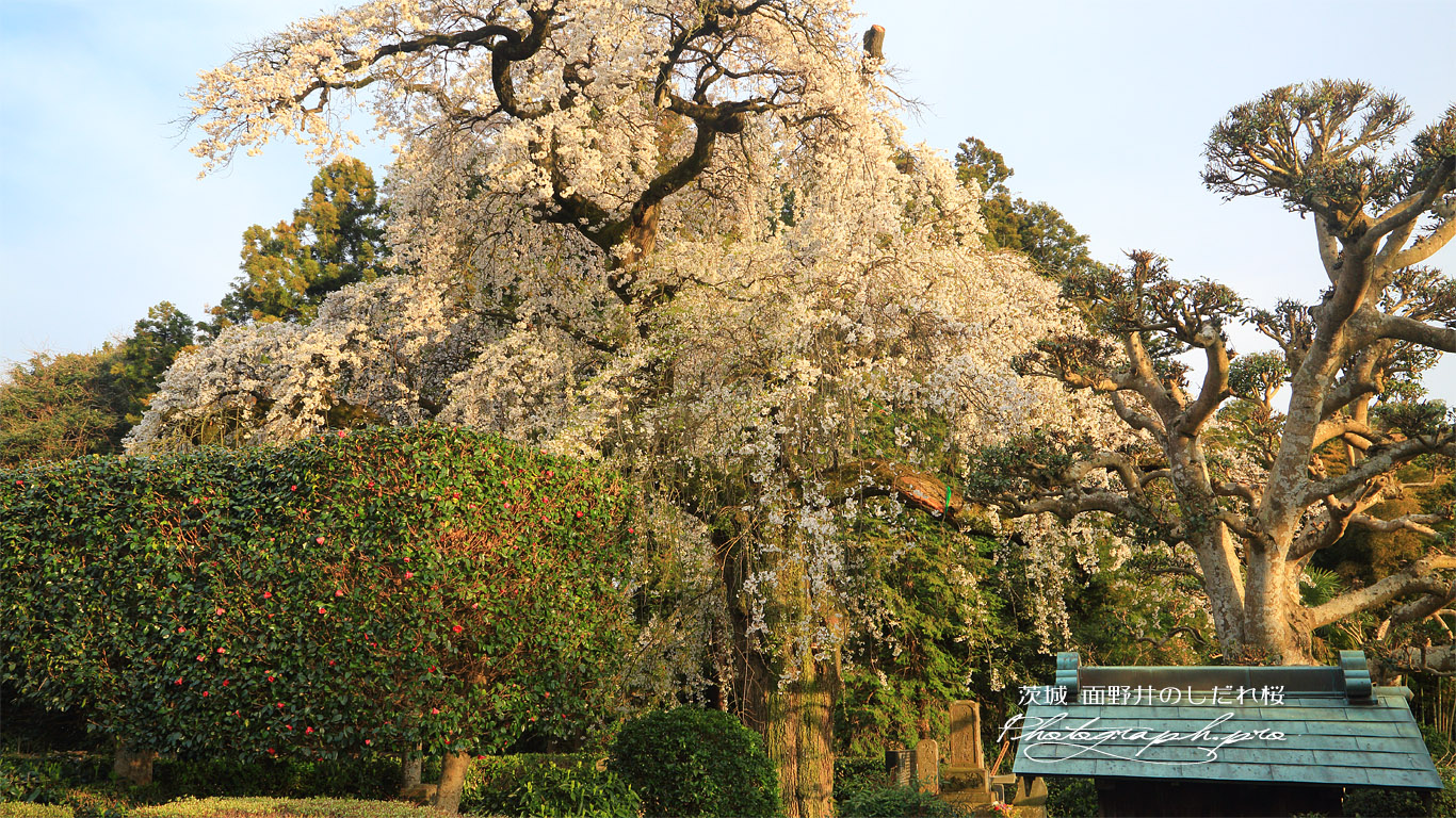 面野井のしだれ桜 壁紙
