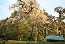面野井のしだれ桜