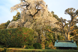 面野井のしだれ桜