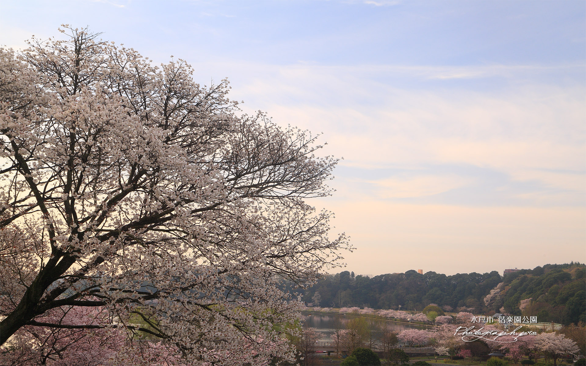 水戸市 偕楽園公園の桜