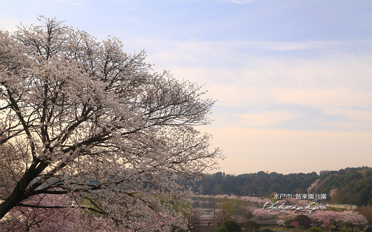 水戸市 偕楽園公園の桜 壁紙