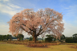 偕楽園の左近桜