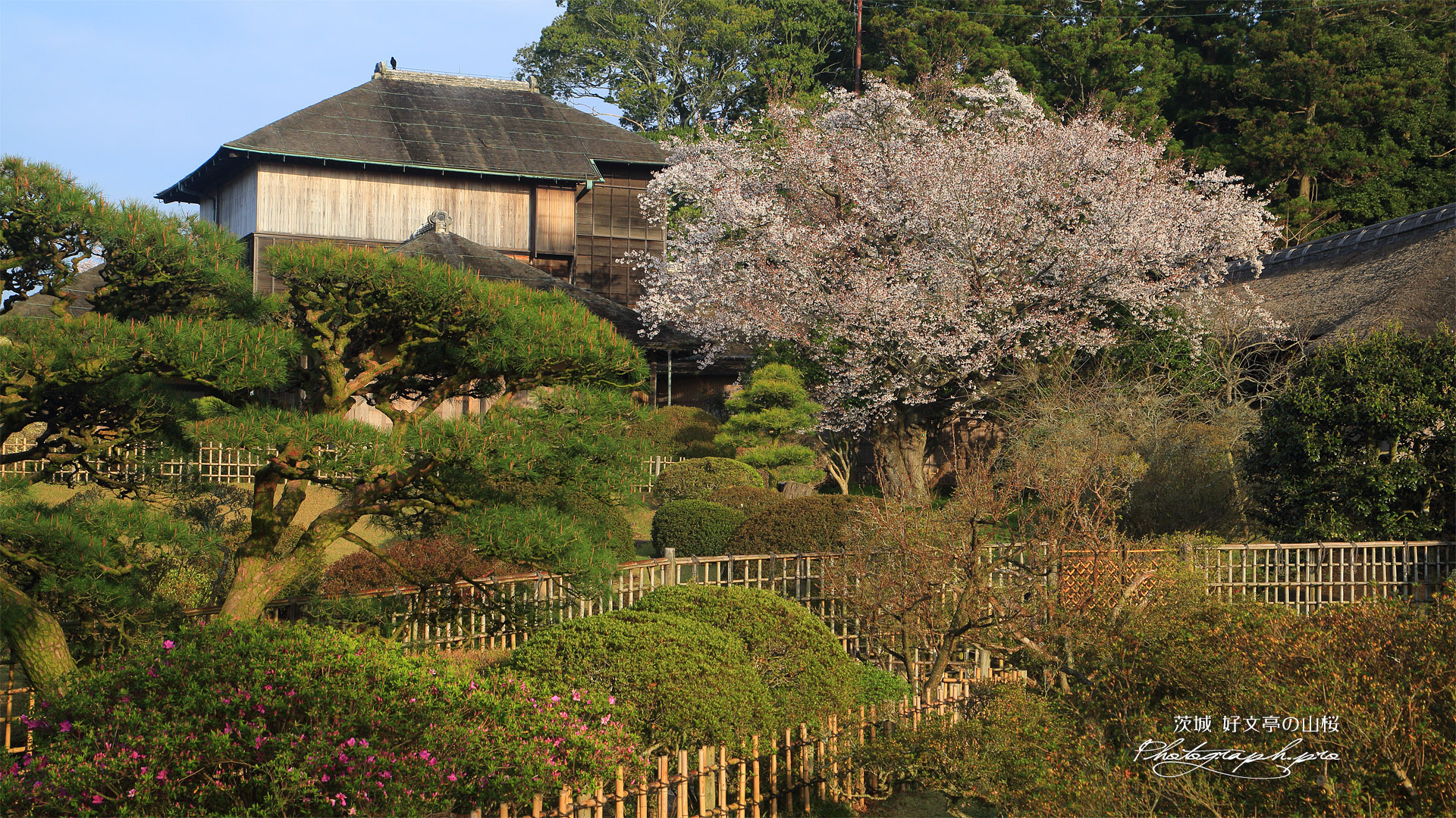 好文亭の山桜