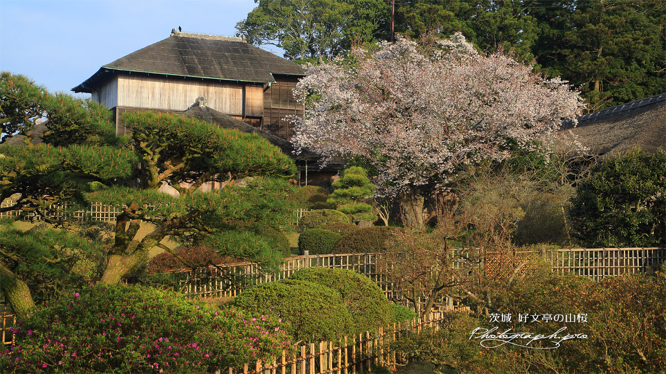 好文亭の山桜 壁紙