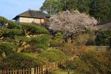 好文亭の山桜