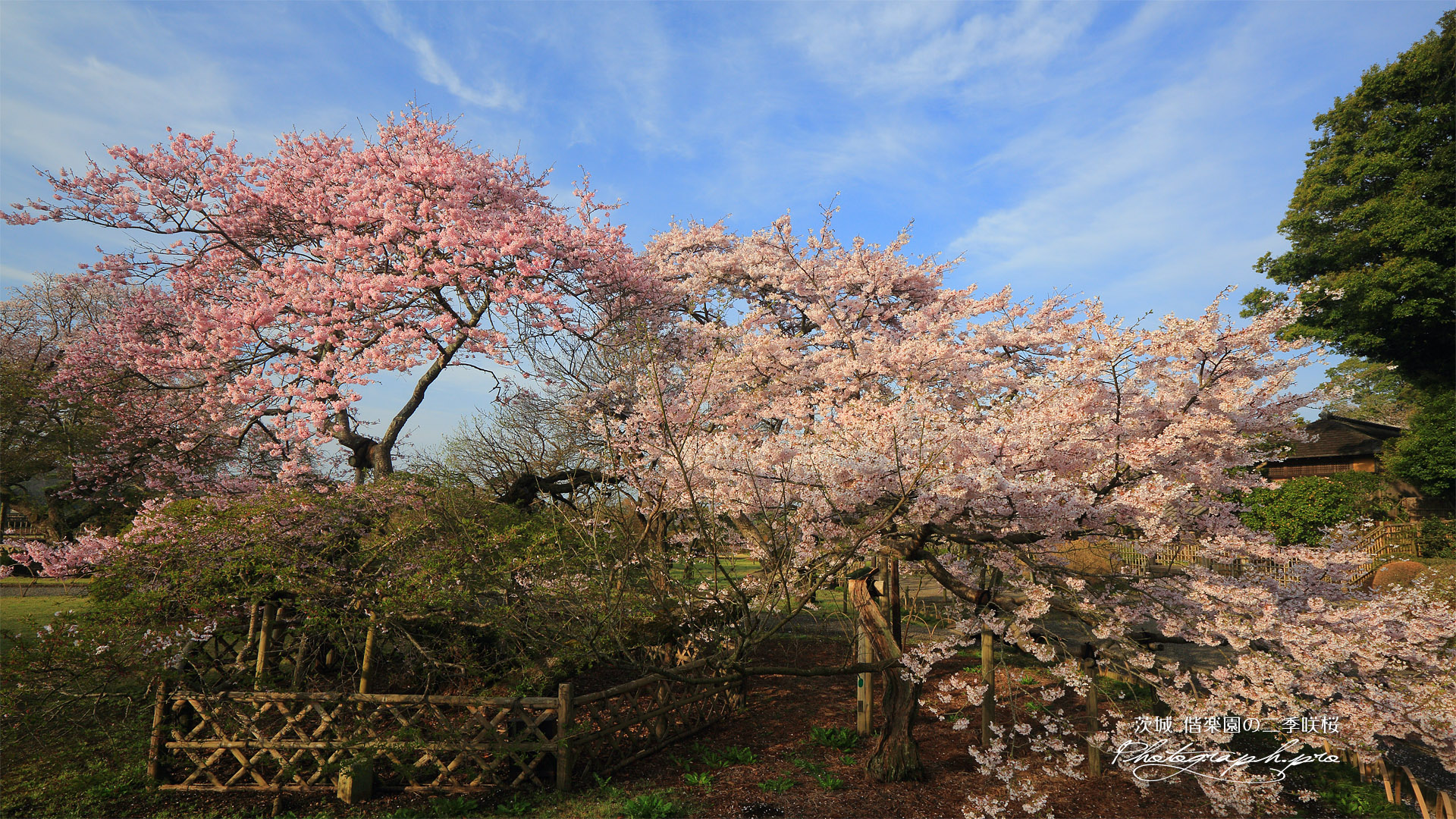 偕楽園の二季咲桜