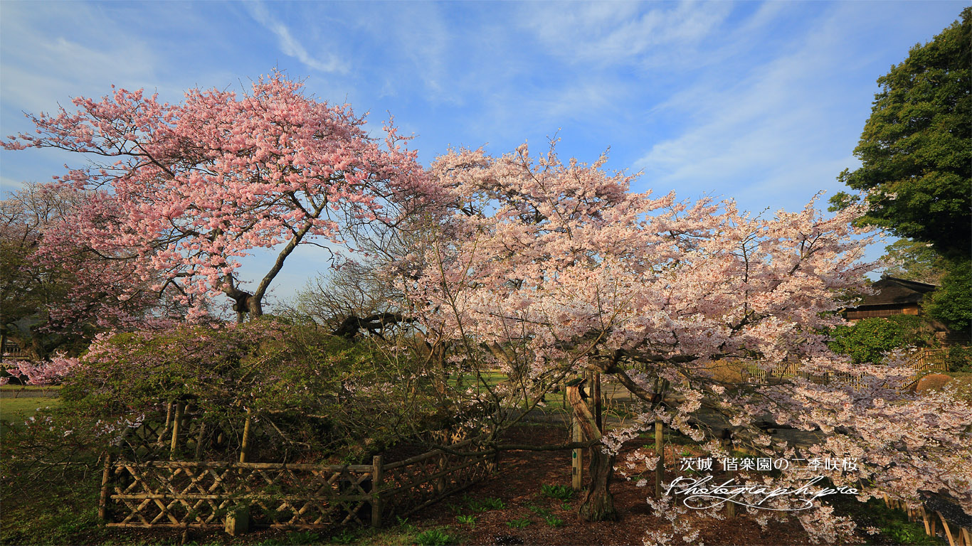 偕楽園の二季咲桜 壁紙