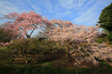 偕楽園の二季咲桜