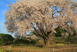 偕楽園の左近桜