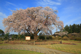 偕楽園の左近桜