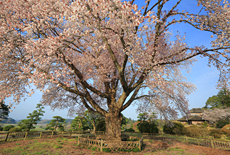 偕楽園の桜