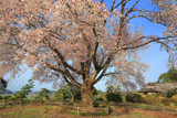 偕楽園の桜
