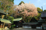 常盤神社の桜