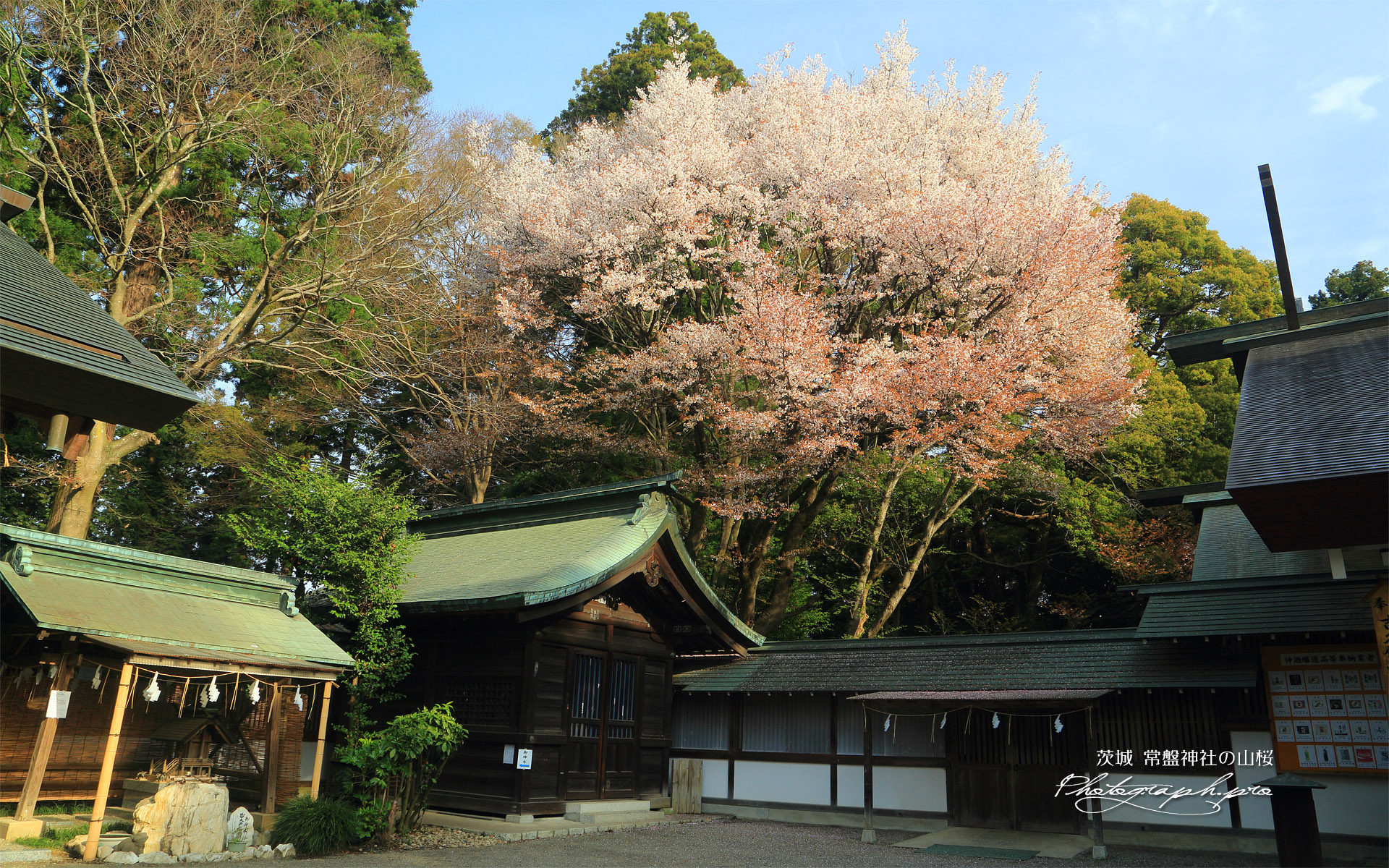 常盤神社の山桜