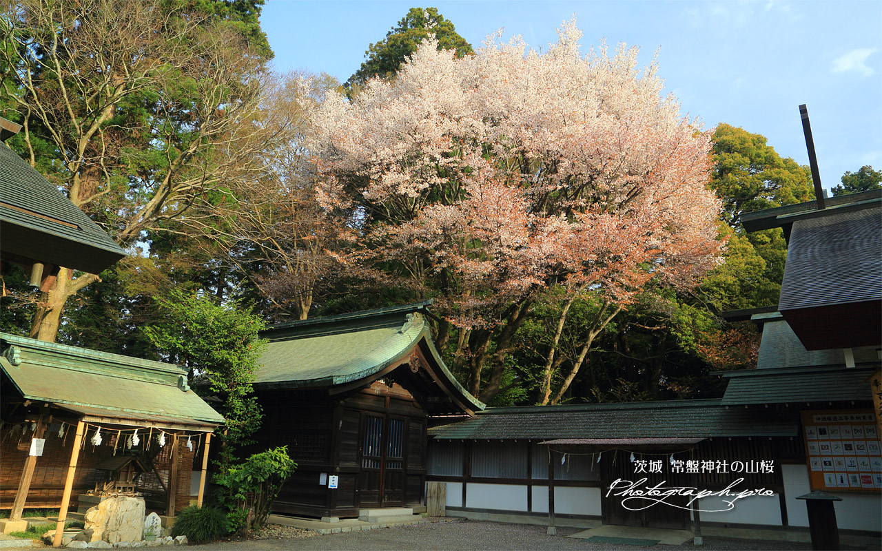 常盤神社の山桜 壁紙