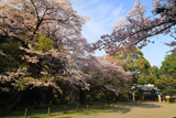 水戸市 常盤神社の桜
