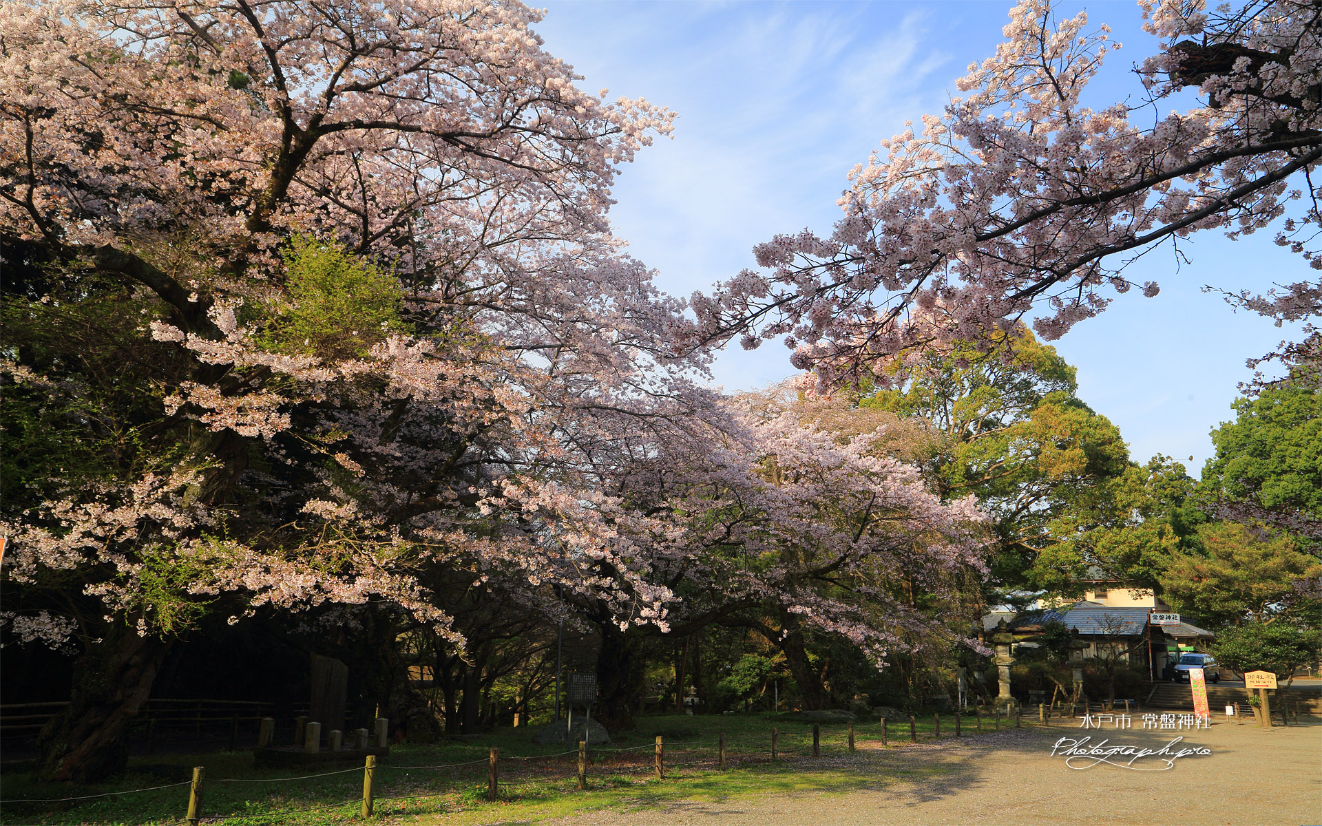 水戸市 常盤神社の桜