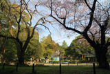 常盤神社のシダレザクラ